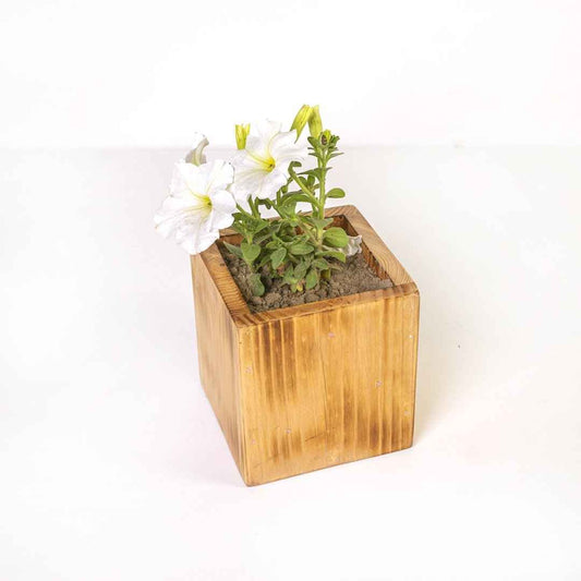 Planter Dixie